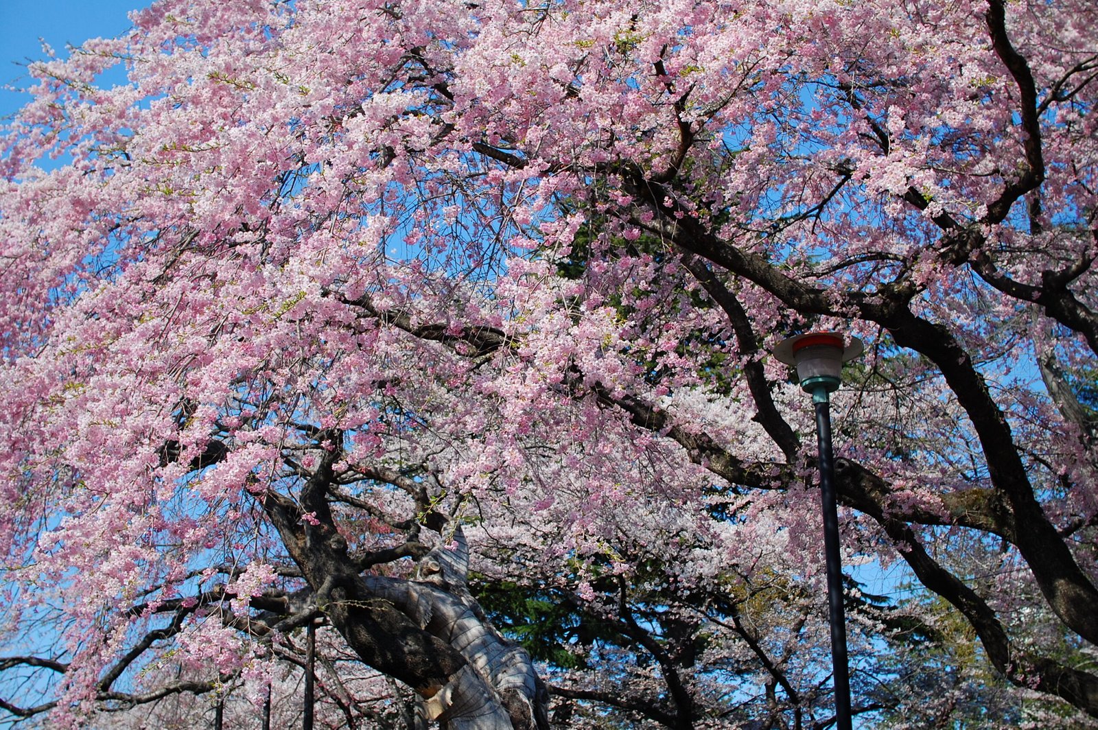 Cherry Blossom Season around the world