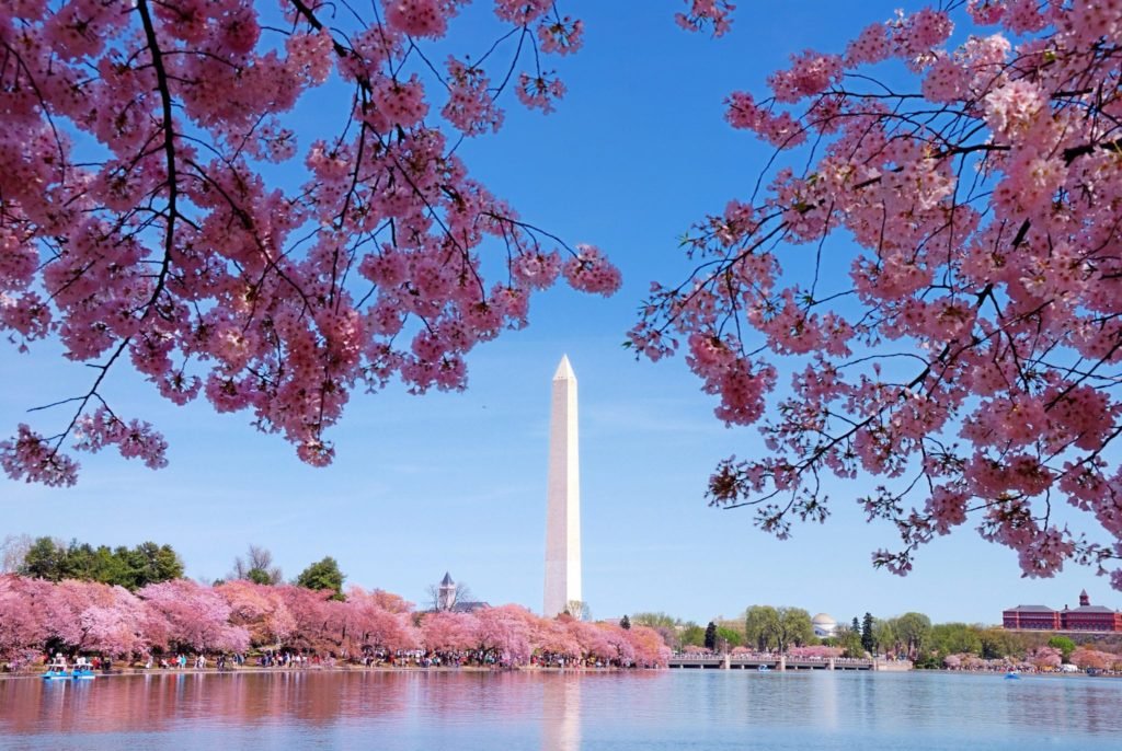 The DC Cherry Blossoms