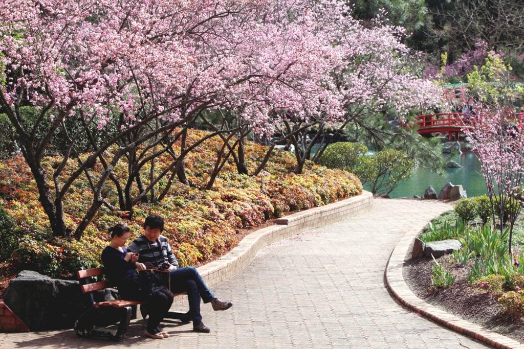 Cherry Blossom in Sydney, Australia