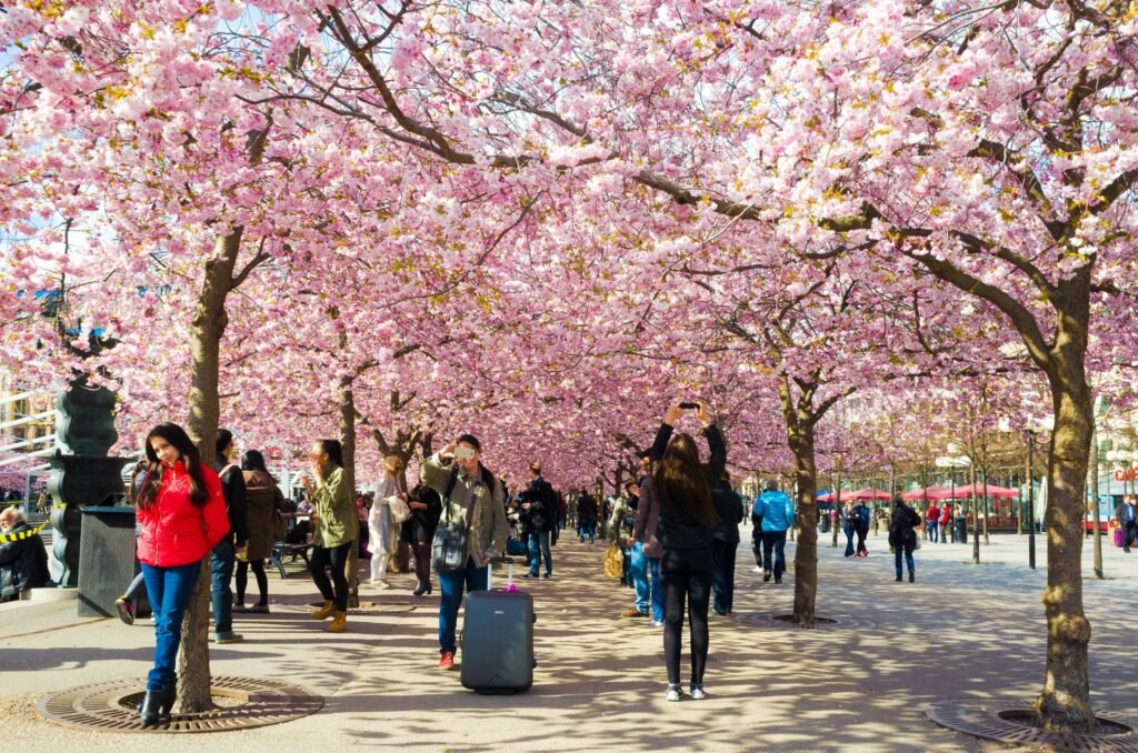 Cherry Blossom in Stockholm 2024